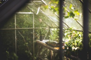 greenhouse-691704_960_720